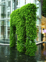 Emerging screen totally covered in Nephrolepis, Siam Paragon, Bangkok