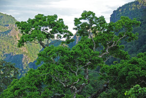 Emerging tree with bifurcated branches and limestone cliffs seen from the Bulle des Cimes, Hinboun, Laos