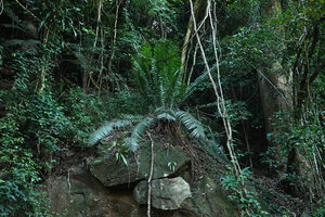 Encephalartos hildebrandtii in rocky forest understory habitat, East Usambara, 300 m asl, Tanzania