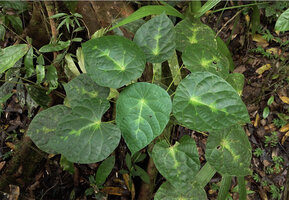 Endospermum cf. moluccanum, Malagufuk, Sorong, Papua