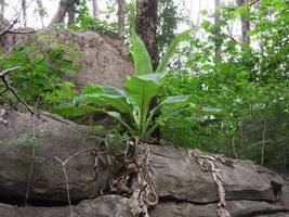 Ensete superbum in its rocky habitat, current monsoon leaves and dry previous year ones, Suan Hin Maharat, Phrae, Thailand
