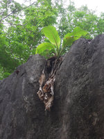 Ensete superbum in its rocky habitat, individual with previous year dry leaves and new ones emerging at early monsoon season, close up, Suan Hin Maharat, Phrae, Thailand