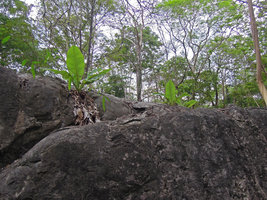 Ensete superbum in its rocky habitat, Suan Hin Maharat, Phrae, Thailand