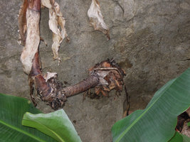 Ensete superbum, monocarpic, previous year dry reclining inflorescence, Suan Hin Maharat, Phrae, Thailand