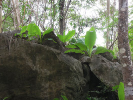 Ensete superbum population in its rocky habitat, Suan Hin Maharat, Phrae, Thailand