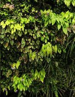 Epimedium sempervirens blooming on the vertical garden, Shinkansen station, Yamaguchi, Japan