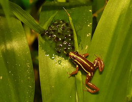 Epipedobates anthonyi, the male guarding its clutch of eggs ready to hatch