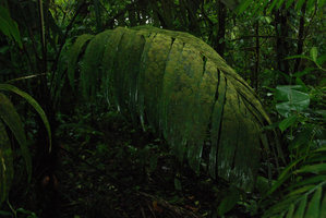 Epiphylls on a Palm leaf, Tenorio, Costa Rica