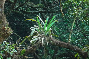 Epiphyllum phyllanthus, erect epiphyte on mossy branch, Finca el Pilar, Antigua, Guatemala