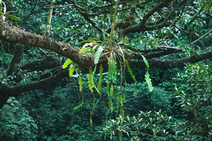 Epiphyllum phyllanthus, hanging epiphyte on mossy branch, Finca el Pilar, Antigua, Guatemala
