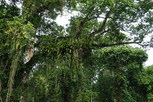 Epiphytes including Cylindrolobus sp. in forest canopy, Danum Valley, Sabah, Borneo