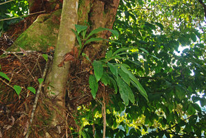 Epiphytic Hedychium cf muluense, Ulu Temburong, Brunei, Borneo