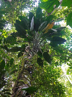 Epipremnum ceramense climbing along a tree trunk, Masihulan, Seram, Moluccas