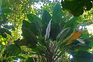 Epipremnum ceramense, leaves, Masihulan, Seram, Moluccas