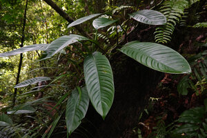 Epipremnum ceramense, Waai waterfall, Ambon, Moluccas