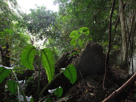 Epipremnum giganteum and Alocasia macrorrhizos on limestone outcrops, Krabi, Thailand