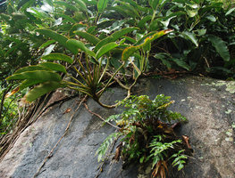 Epipremnum giganteum at the top of a rocky outcrop, Tioman, Malaysia