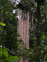 Epipremnum giganteum, freely hanging feeding roots issued from the detached lateral stems, Bukit Timah NR, Singapore