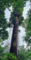 Epipremnum giganteum, freely hanging feeding roots reaching the soil, issued from the detached lateral stems, Bukit Timah NR, Singapore