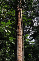 Epipremnum giganteum, stem with horizontal clasping roots and thick vertical feeding roots, Bukit Timah, Singapore