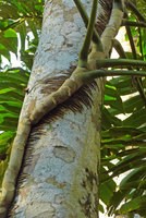 Epipremnum pinnatum, adventitious anchoring roots, Viti Levu, Fiji