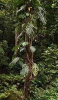 Epipremnum pinnatum, forest in Botanical Gardens, Honiara, Guadalcanal, Solomon Islands