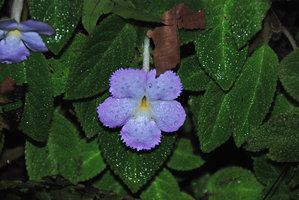 Episcia lilacina, flower close-up, Osa, Costa Rica