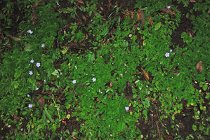 Episcia lilacina population on a vertical bank, Osa, Costa Rica