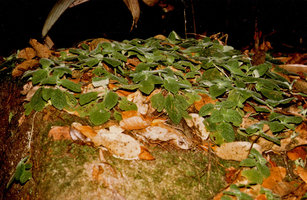 Episcia sphalera, vegetative population on the flat top of a boulder, Nouragues, CNRS field station, French Guyana