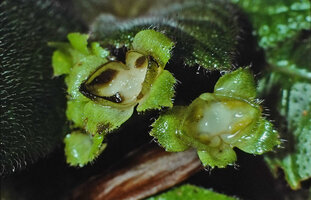 Episcia xantha, top open fleshy capsular fruits allowing rain splash dispersal of the small seeds, Saul, French Guyana