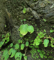 Epithema horsfieldii population, current rainy season unique leaf of each individual withering and producing a resting new leaf surviving during the dry season, Jidor waterfall, Malang, Java