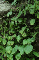 Epithema horsfieldii, population on vertical limestone boulder, Jidor waterfall, Malang, Java