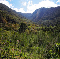 Equisetum giganteum population with a Vernonia in swampy area, Madre de Dios, 2000 m asl, Peru