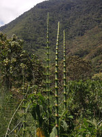Equisetum giganteum, young upwards growing stems, Madre de Dios, 2000 m asl, Peru
