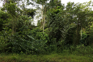 Eremospatha wendlandiana, a rattan climbing on trees at forest edges, Campo, Cameroun