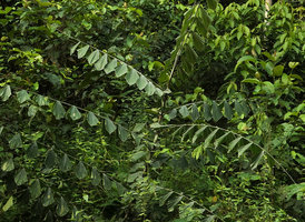 Eremospatha wendlandiana with characteristic fish tail rhomboid leaflets, Campo, Cameroun