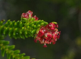 Erica mafiensis flowers, backwards recurved pink petal like sepals and funnel shaped corolla with whitish tube, Ngezi FR, Pemba, Tanzania