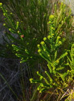 Erica mafiensis, growing leafy stems, Ngezi FR, Pemba, Tanzania
