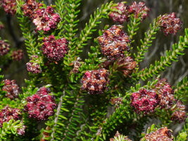 Erica mafiensis inflorescences, Ngezi FR, Pemba, Tanzania