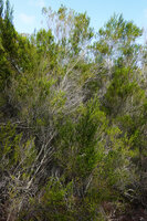 Erica mafiensis, leafy, partly drying and dead stems together, Ngezi FR, Pemba, Tanzania