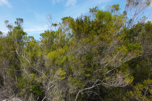 Erica mafiensis, tall much branched flowering shrubs, Ngezi FR, Pemba, Tanzania