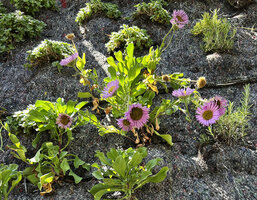 Erigeron glaucus already flowering just three weeks after its installation on the Oiken substation vertical garden, Sion, Switzerland, June 2026