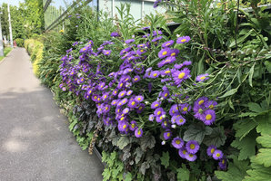 Erigeron glaucus in full bloom on the vertical garden along the Route du Chene, SPG Amandolier, Geneva, June 2019