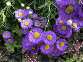 Erigeron glaucus on the vertical garden by Patrick Blanc along the Route du Chene, SPG Amandolier, Geneva, June 2019