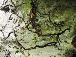 Eriobotrya japonica roots on a vertical limestone cliff at cave entrance, Yamaguchi, Japan