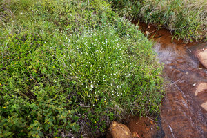 Eriocaulon brownianum, a dense clump on river bank, Maskeliya, Sri Lanka