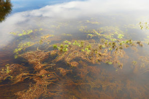 Eriocaulon melanocephalum, flowering population, Lagos de Menegua, Puerto Lopez, Meta, Colombia