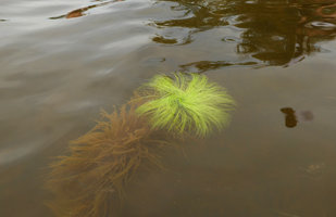 Eriocaulon melanocephalum, old submerged leaves covered by sediments, Lagos de Menegua, Puerto Lopez, Meta, Colombia