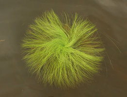 Aquatics and  Rheophytes 2