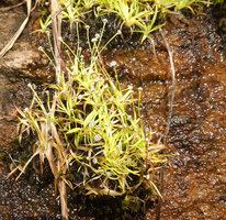 Eriocaulon thwaitesii on vertical permanently seeping rock, Maskeliya, Sri Lanka